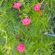 Zorele-Ipomoea Cardianal Climber Pink