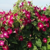 Zorele-Ipomoea Scarlet O'Hara