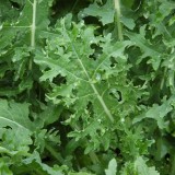  Varza Kale Russian White