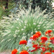Iarba decorativa-Pennisetum alopecuroides hameln
