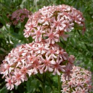 Lychnis chalcedonica Carnea-roz