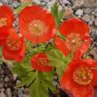 Mac Meconopsis Cambrica Frances Perry