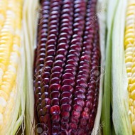 Porumb Purple Corn