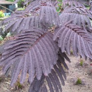 Albizia Julibrissin Summer Chocolate