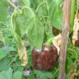 Ardei gras Beauty Chocolate