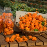 Ardei iute Habanero Orange