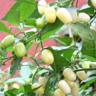 Ardei iute Habanero White