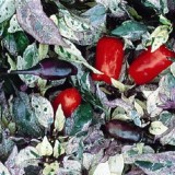 Ardei iute Tricolor variegata