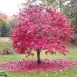 Artar japonez-Acer palmatum atropurpurea