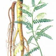 Astragalus Membranaceus