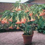 Brugmansia suaveolens Pink