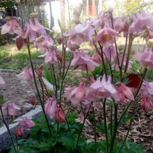Caldarusa-Aquilegia Vulgaris Pink