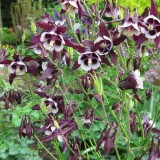 Caldarusa-Aquilegia William Guinness