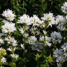 Campanula Glomerata Alba 