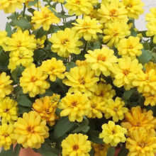 Carciumareasa Profusion double Yellow