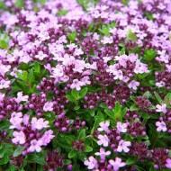 Cimbrisorul-Thymus pulegioides Foxley