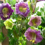 Cobaea scandens-Cobea violet