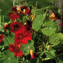 Condurasi Crimson Emperor