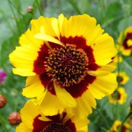 Coreopsis tinctoria Golden Roulette