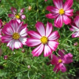 Cosmos bipinnatus Sensation Picotee 
