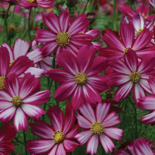 Cosmos bipinnatus Sensation Picotee