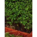 Cresonul (Lepidium sativum)