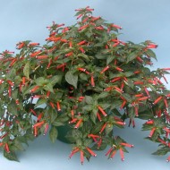 Cuphea ignea