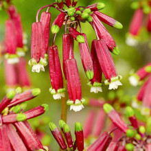 Dichelostemma Ida-Maia
