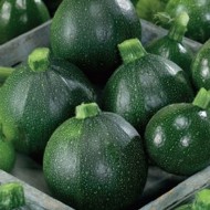 Dovlecel zucchini Piacenza Round Dark