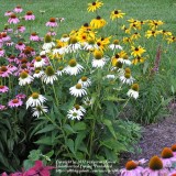 Echinacea Purpurea