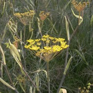 Fenicul Purpureum-Bronze fennel