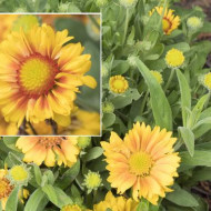Gaillardia Aristata African Sunset