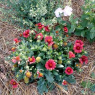 Gaillardia Aristata Arizona Red