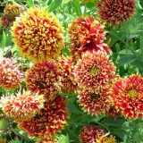 Gaillardia pulchella Sundance Bicolor