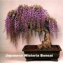 Glicina mov-Wisteria floribunda