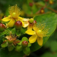 Hypericum calycinum