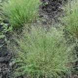 Iarba decorativa Agrostis nebulosa