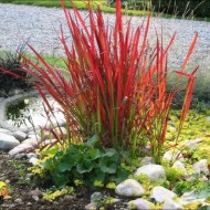 Iarba decorativa Imperata Cylindrica Red Baron