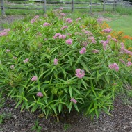 Iarba fluturilor-Asclepias incarnata