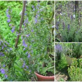 Isopul-Hyssopus officinalis