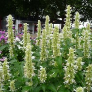 Korean mint-Agastache rugosa alba