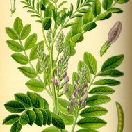 Lemn Dulce-Glycyrrhiza Glabra
