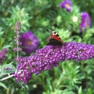 Liliac de vara-Buddleja Davidii lle France