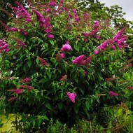 Liliac de vara-Buddleja Davidii Royal Red