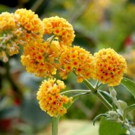 Liliac de vara-Buddleja Weyeriana Sungold