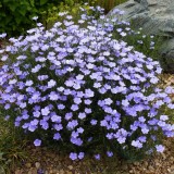 Linum-In decorativ blue