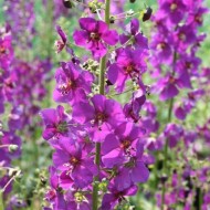 Lumanarica-Verbascum Phoeniceum Purple