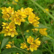 Lysimachia vulgaris