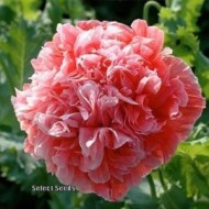 Mac Somniferum Frosted Salmon