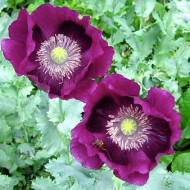 Mac Somniferum Laurens Grape
